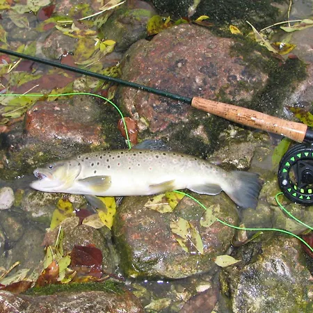 Gregorc * ブレッド