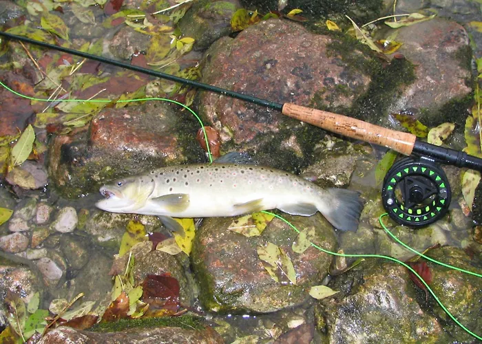 ابارتمنتس غريغورك * بليد